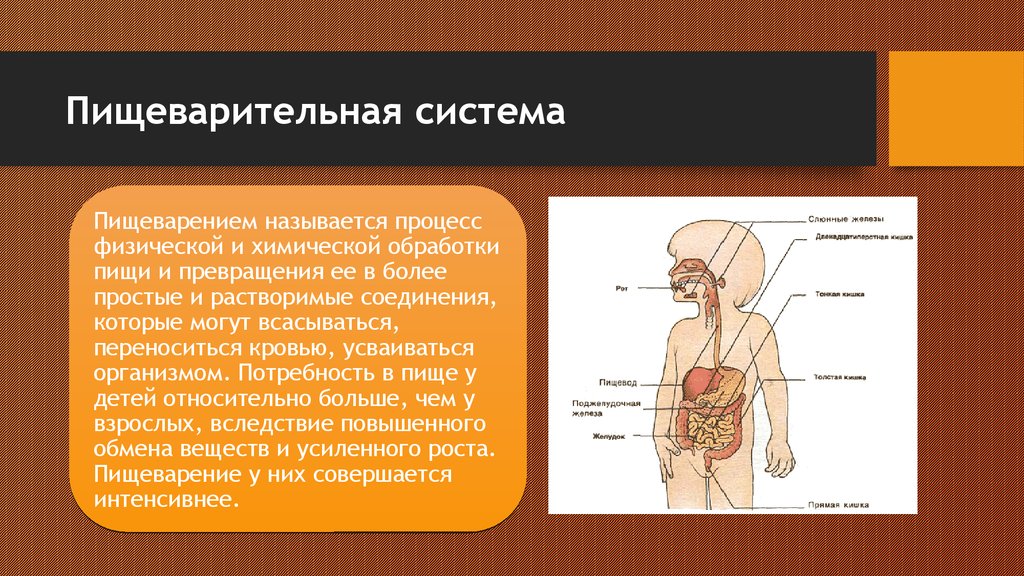 Тему пищеварение. Пищеварительная система презентация. Презентация на тему пищеварение. Сообщение о пищеварении. Доклад пищеварительная система.