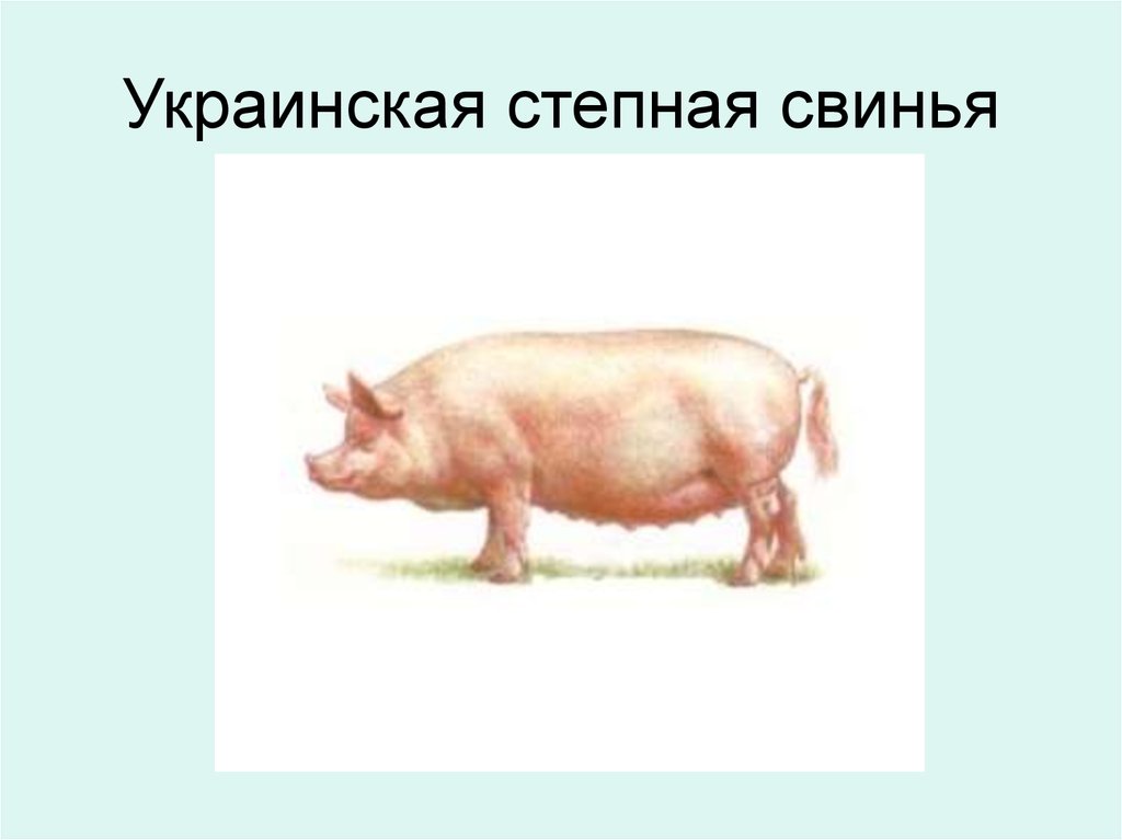 Украинская степная свинья
