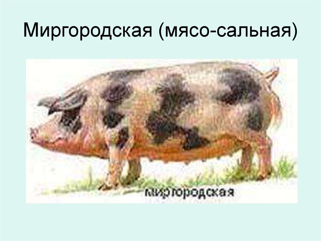 Миргородская (мясо-сальная)