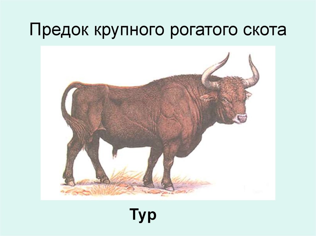 Тур бык толковый словарь