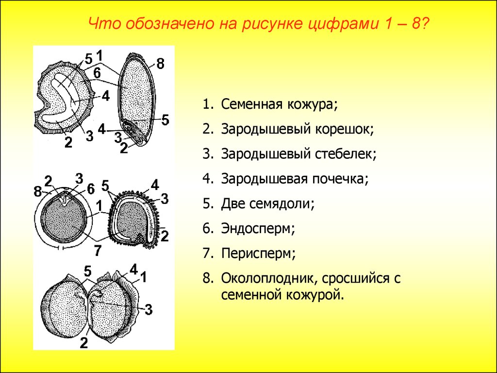 Выбери что обозначено цифрой 5. Семена однодольных с эндоспермом. Семена двудольных растений с эндоспермом и периспермом. Строение семени двудольных с эндоспермом. Семена двудольных растений с эндоспермом.