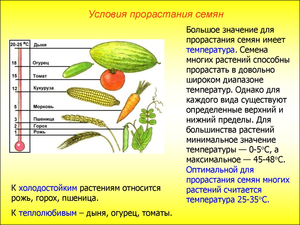 Технологическая карта урока биологии в 6 классе строение семян