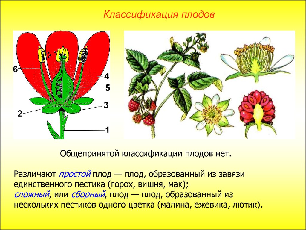 Малина двудольное или однодольное растение. Строение плода цветка однодольных и двудольных растений. Малина двудольная. Плоды растений простые. Мак строение плода.