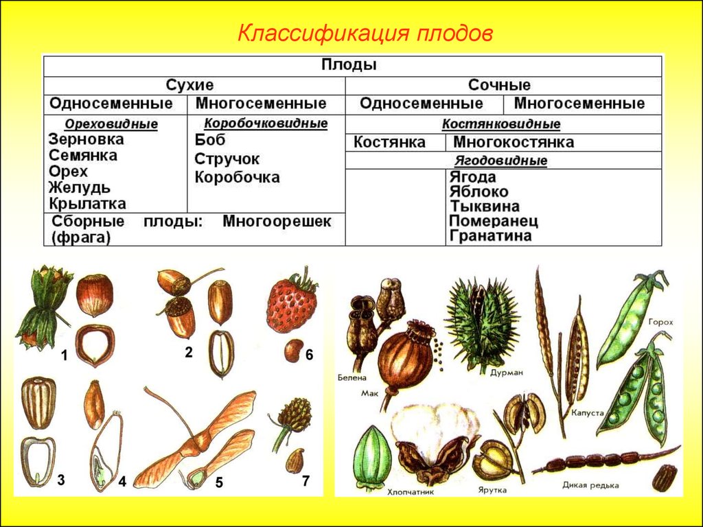 Однодольные семена. Плоды однодольных растений. Строение плода цветка однодольных и двудольных растений. Классификация плодов ореховидные. Тип плодов класса двудольных.