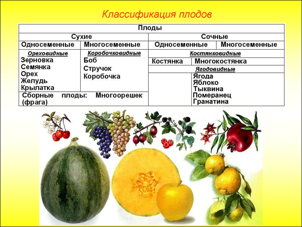 Плоды и семена растений. Классификация плодов сухие и сочные. Строение и классификация плодов. Плод строение плода классификация плодов. Классификация плодов покрытосеменных растений.