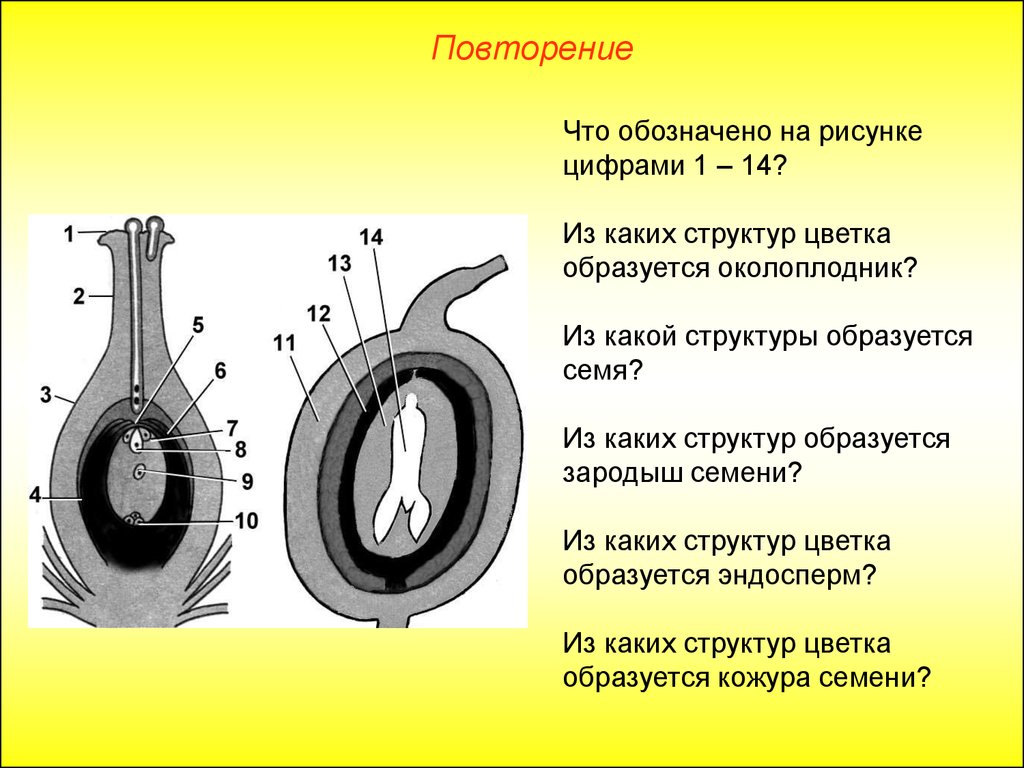 Определи какой цифрой на рисунке обозначены. Околоплодник развивается из. Эндосперм цветковых растений образуется из…. На рисунке цифрой 1 обозначен. Эндосперм цветковых растений образуется BP.