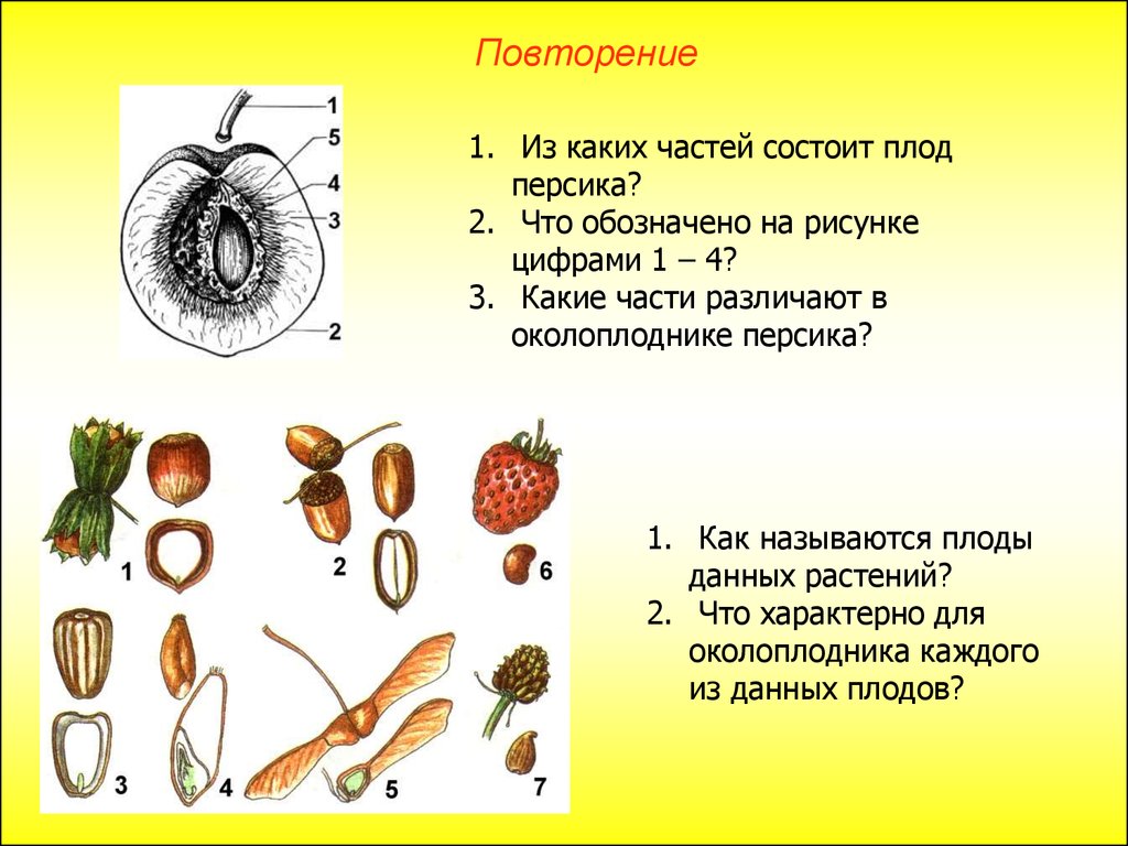 Семена образуются из околоплодника. Строение плода 6 класс. Строение плодов и семян. Околоплодник у двудольных растений. Типы плодов однодольных растений.