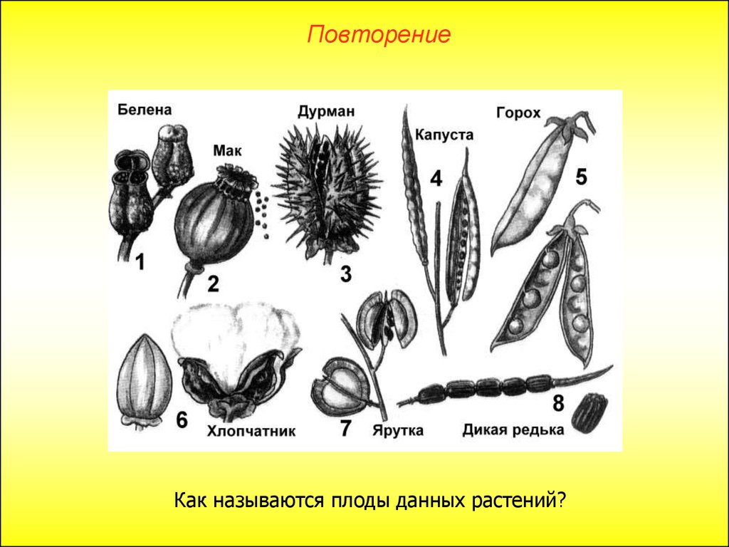Виды плодов. Плод строение плода классификация плодов. Типы плодов растений. Классификация плодов рисунок. Как называются плоды данных растений.