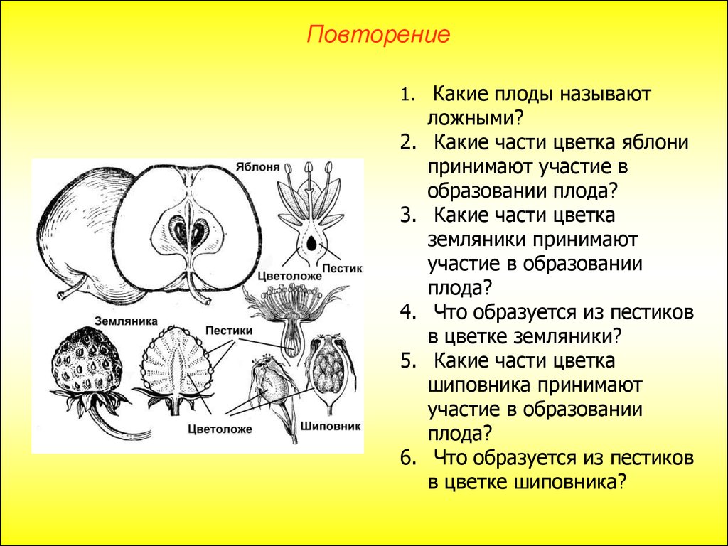 Как называется плод цветка. Плод яблони схема. Строение плода яблока. Части цветка и части плода. Образование плода у яблони.