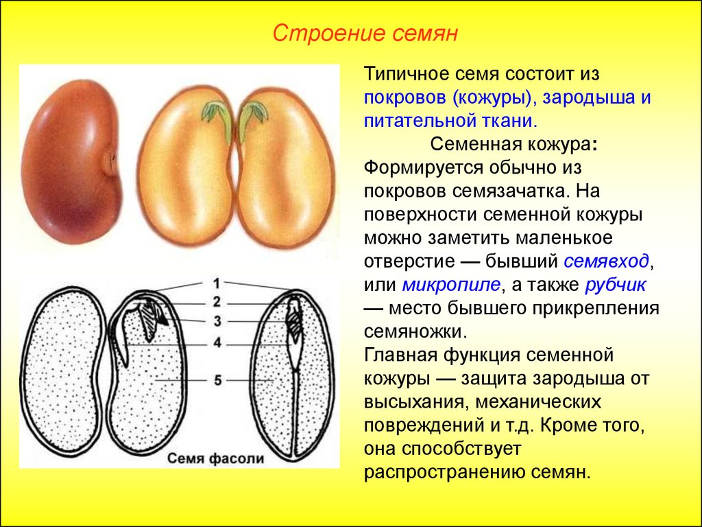 Строение семени двудольных. Семена однодольных и двудольных растений. Строение семян однодольных и двудольных растений. Строение однодольного семени. Строение семени однодольных и двудольных.