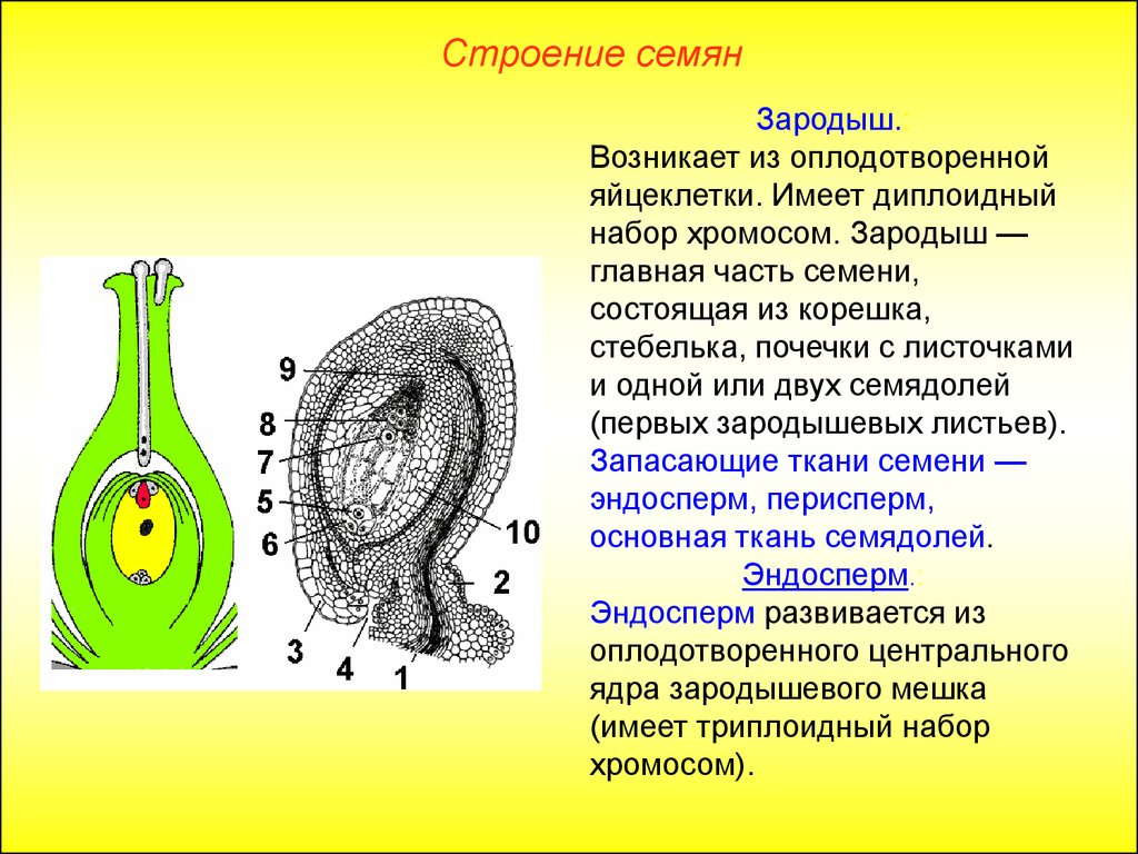 Зародыш семени хромосомный набор