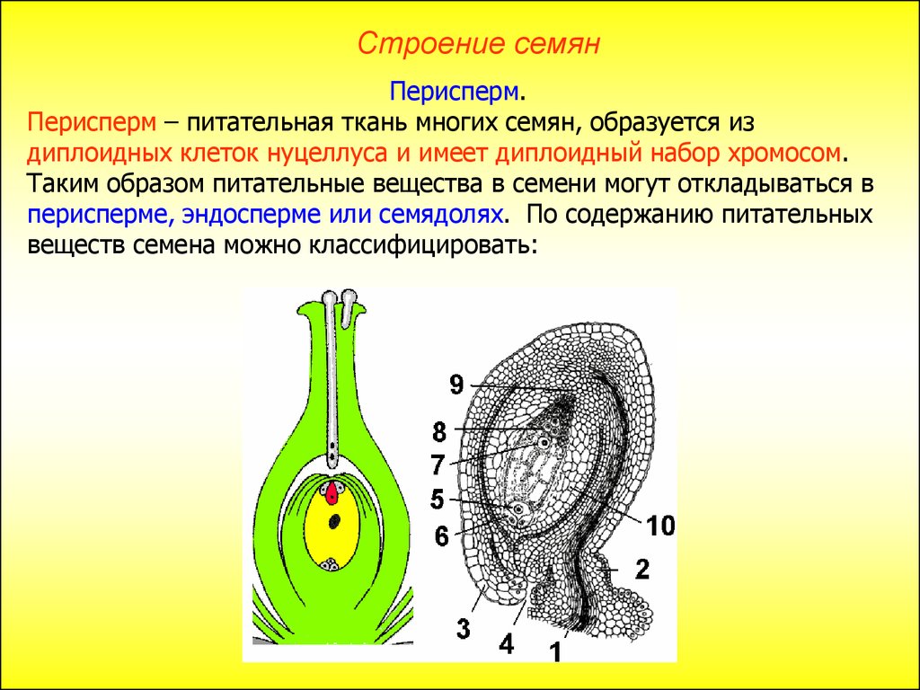 Эндосперм семени образуется в результате. Строение клетки семени. Строение семенной клетки. Строение клетки двудольного семени. Нуцеллус голосеменных.