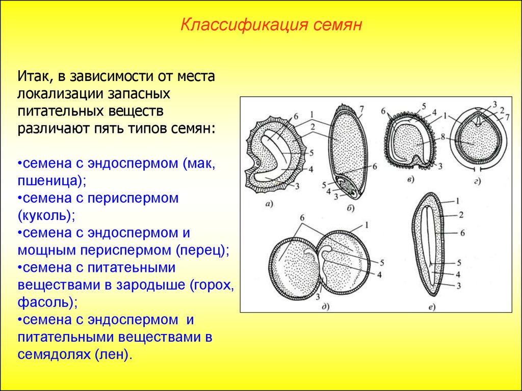 Строение семян — что это, определение и ответ