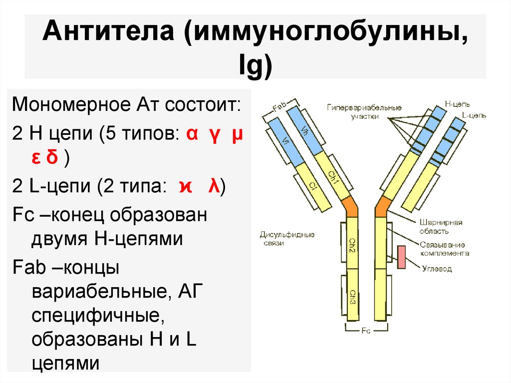 Домены антител. Антитела класса иммуноглобулинов. Типы антител (иммуноглобулинов). Антитела схема классификация. Строение антитела цепи.