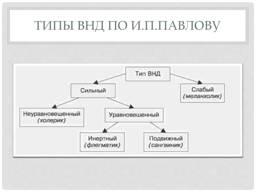 Три типа нервной системы