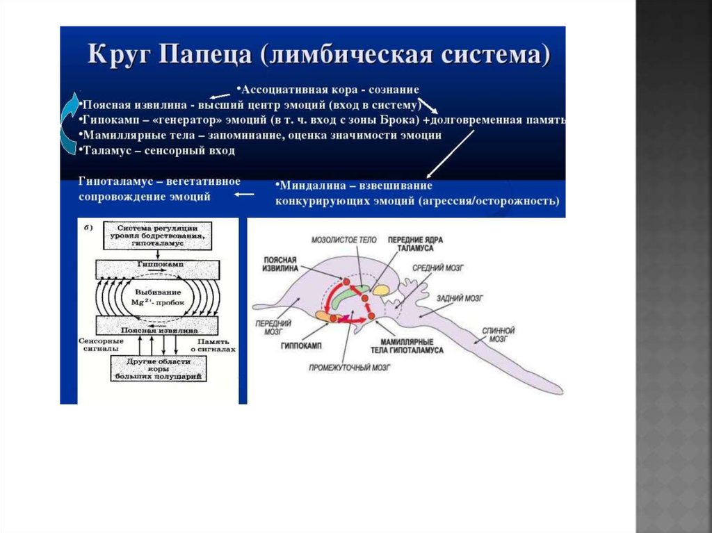 За что отвечает лимбическая система мозга. Лимбическая система. Лимбическая система мозга. Круг Папеца и лимбическая система.