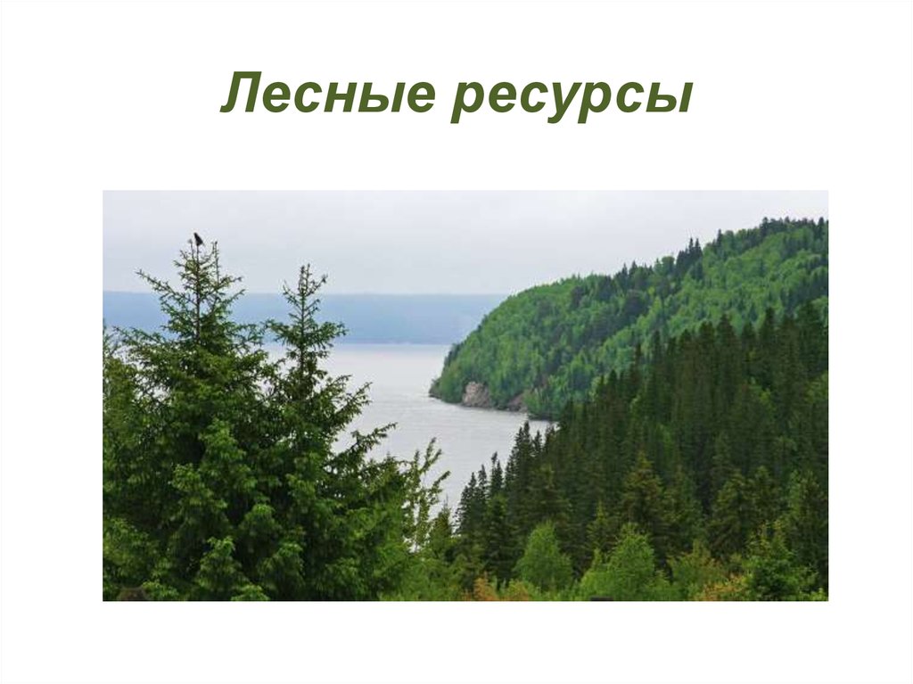 Лесные ресурсы рисунок