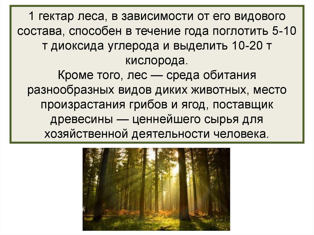 Известно что гектар 20 летнего сосняка. 1 Га леса. Гектар леса. Среда обитания лес. Один гектар леса.