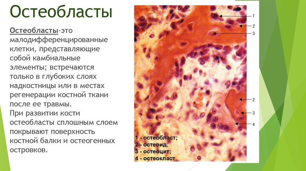 Костные клетки. Остеобласты – клетки костной ткани. Остеобласты костной ткани располагаются. Остеобласт органеллы. Остеобласты в пластинчатой костной ткани.