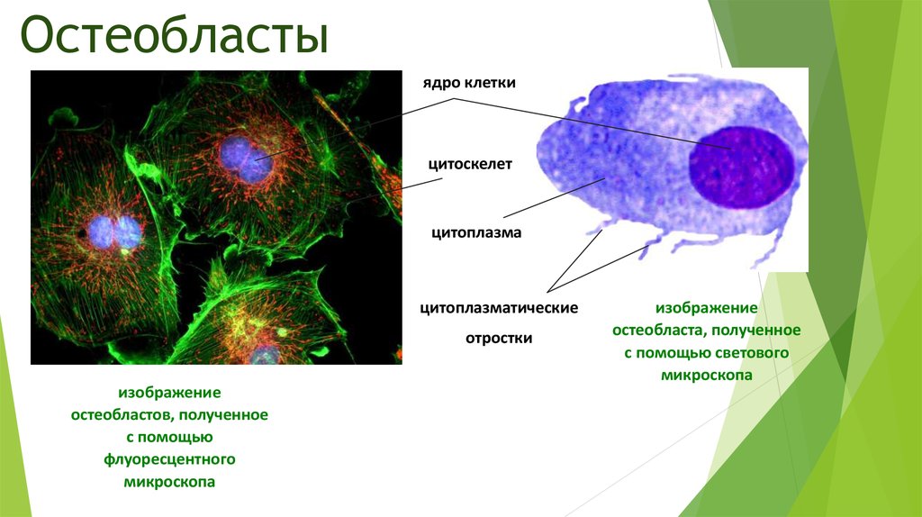 Ткань ядра клетки. Остеобласты. Остеобласты это клетки. Структура остеобласта. Остеобласты характеризуются.