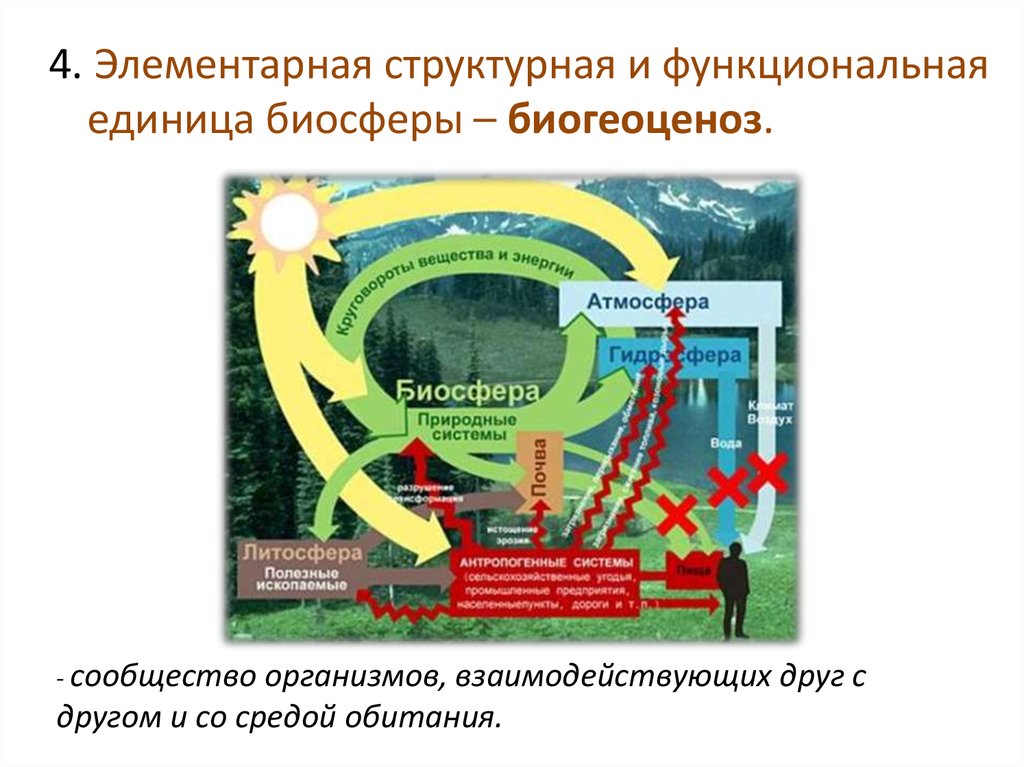 Биосфера 10. Элементарная единица биосферы. Элементарная структурная единица биосферы. Структурно-функциональная единица биосферы. Биогеоценоз элементарная структурная единица биосферы.