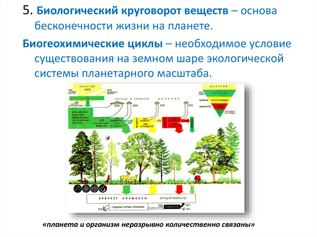 Круговорот веществ в биосфере план конспект