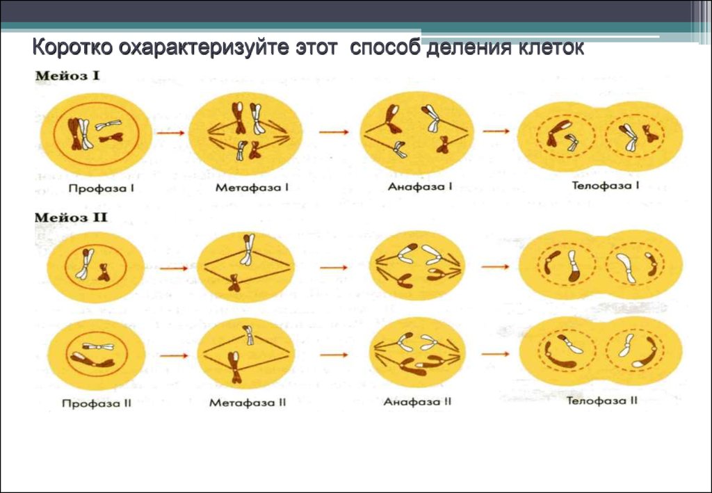 Деление клетки онтогенез. Способы деления клетки. Метафаза мейоза. Охарактеризуйте эти способы деления клеток.. Способы деления клеток профаза.