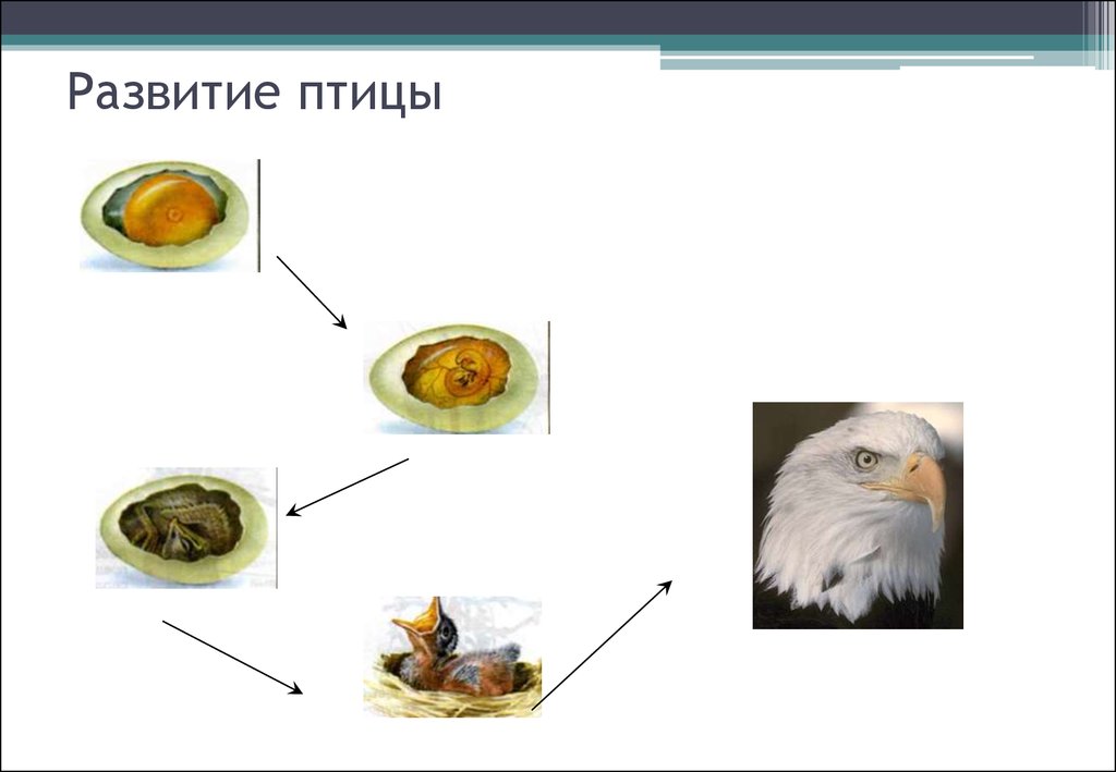 Тема индивидуальное развитие организмов. Особенности развития птиц. Схема типы развития птиц. Развитие птиц кратко. Промежуточный Тип развития птиц.