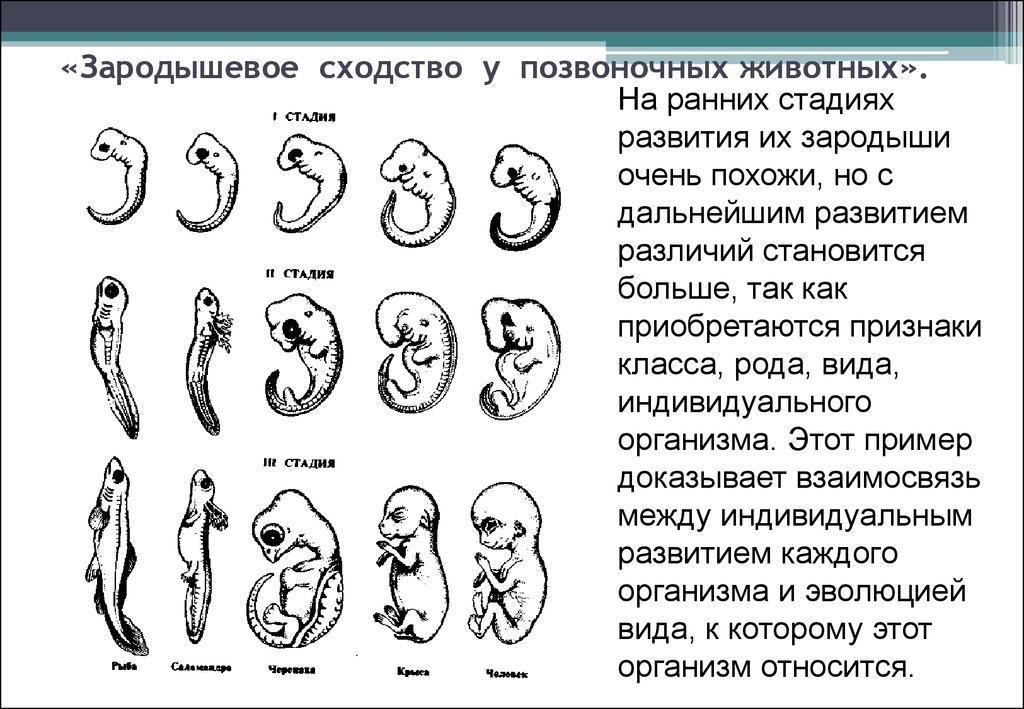 Стадии развития эмбрионов позвоночных. Этапы эмбрионального развития позвоночных животных. Зародышевое сходство у позвоночных. Стадии зародышевого развития позвоночного животного. Черты отличия зародышей позвоночных на разных стадиях развития.