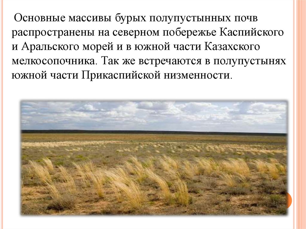 Особенности почв полупустынь. Пустыни России Прикаспийская низменность. Бурые полупустынные почвы. Прикаспийская низменность суховеи. Полупустыни и пустыни почвы.