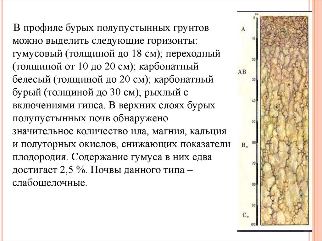 Какую толщину может достигать почва. Гумусовый Горизонт бурых почв. Почвенный профиль бурые почвы полупустынь. Бурые полупустынные почвы горизонты. Структура бурой Лесной почвы.