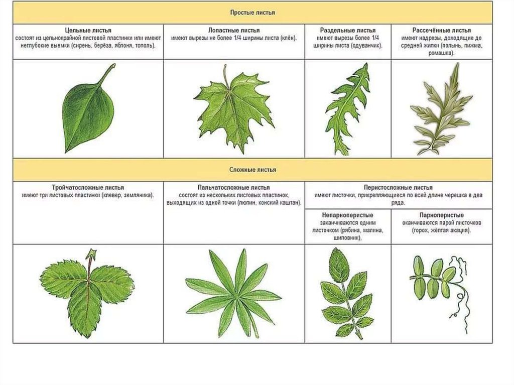 Листья ивы простые или сложные. Жилкование листа клена. Жилкование листьев клена. Тип жилкования листа клена. Типы жилкования листовой пластинки листовой.