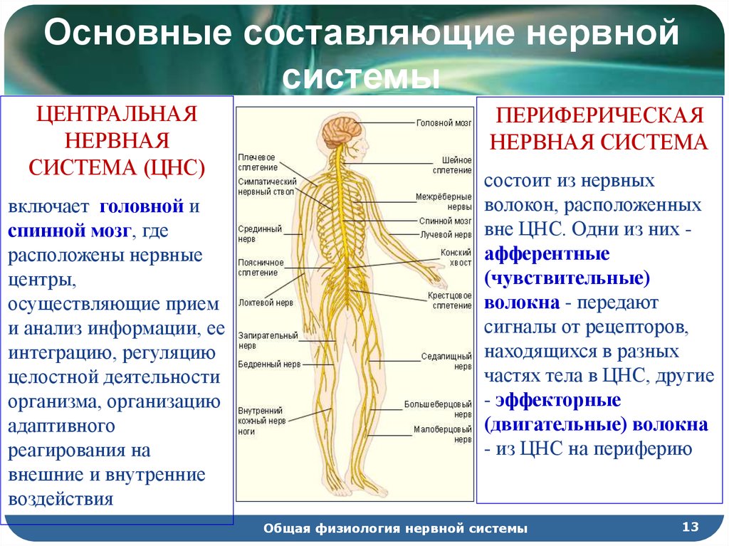 Какая часть нервной системы управляет произвольными движениями