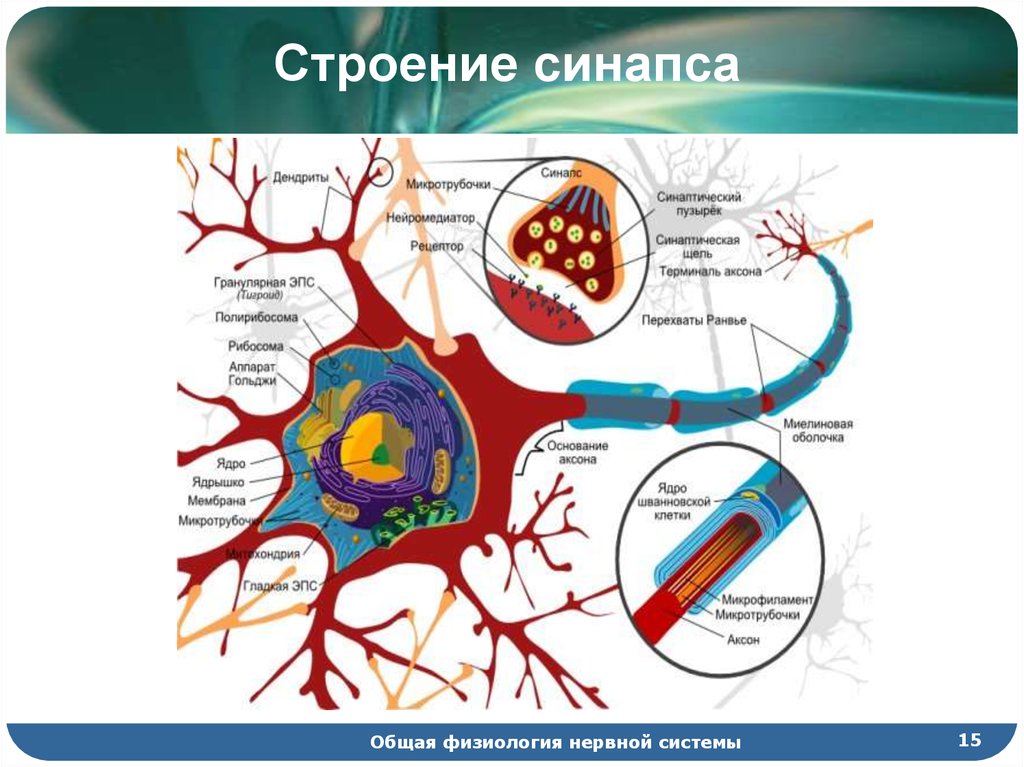 Синапсы головного мозга. Строение нейрона и синапса. Строение нейрона тело Аксон дендрит Рецептор синапс. Аксон дендрит синапс. Строение нервной клетки синапс.