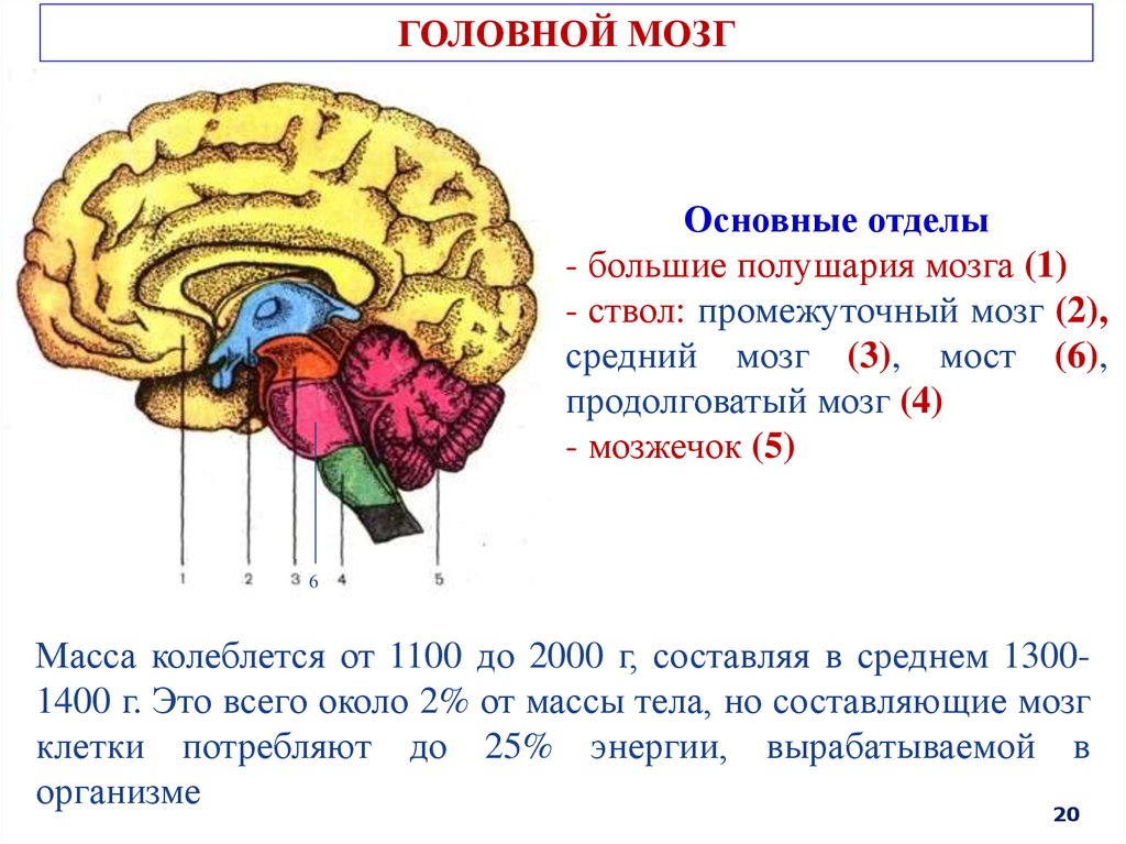 Головной мозг 4 класс