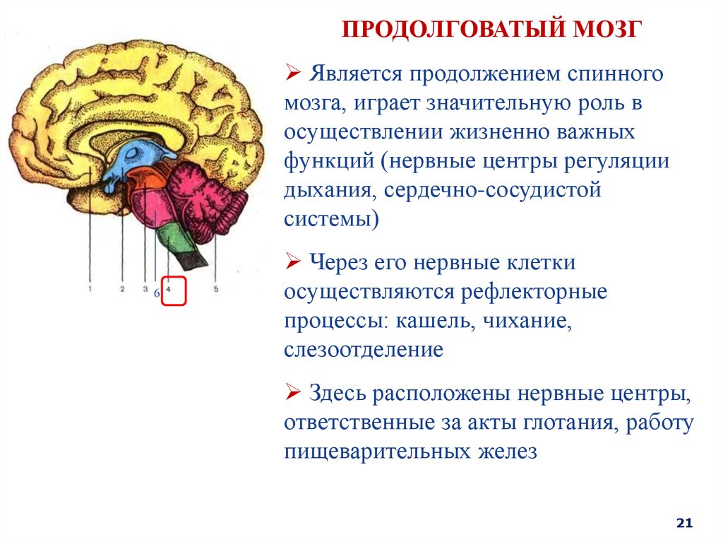 Отдел головного мозга обеспечивающий координацию движений. Отделы головного мозга мозжечок. Координация движений отдел мозга. За координацию движений отвечает отдел головного мозга. Отделы мозга координация.
