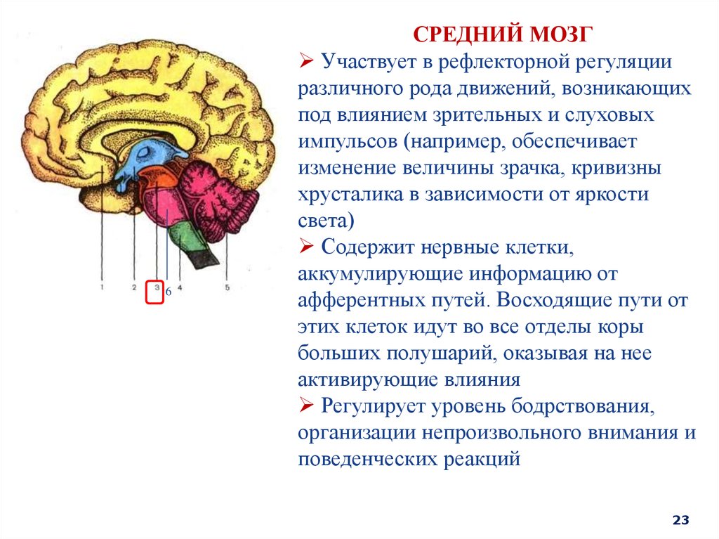 Мозг пример. Отделы среднего мозга человека. Средний мозг его отделы. Функции и центры среднего мозга. Средний мозг структура и функции.