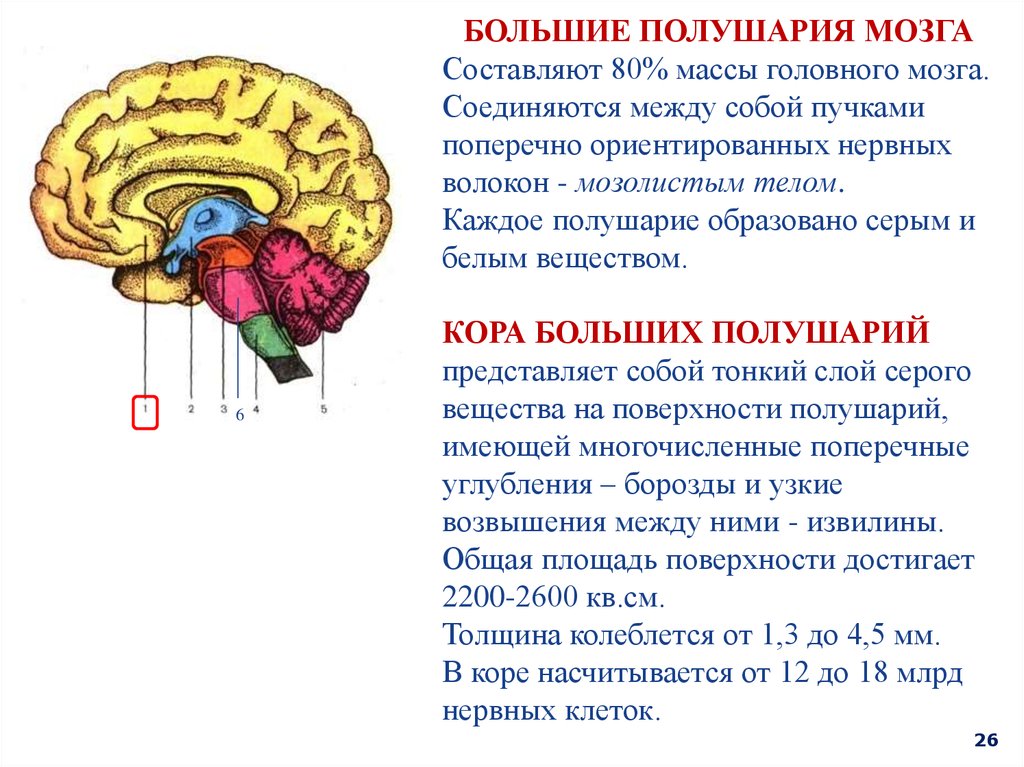 Особенности головного мозга. Большие полушария головного мозга строение и функции. Функции коры больших полушарий головного мозга. Функции больших полушарий головного мозга кратко. Строение коры больших полушарий мозга кратко.