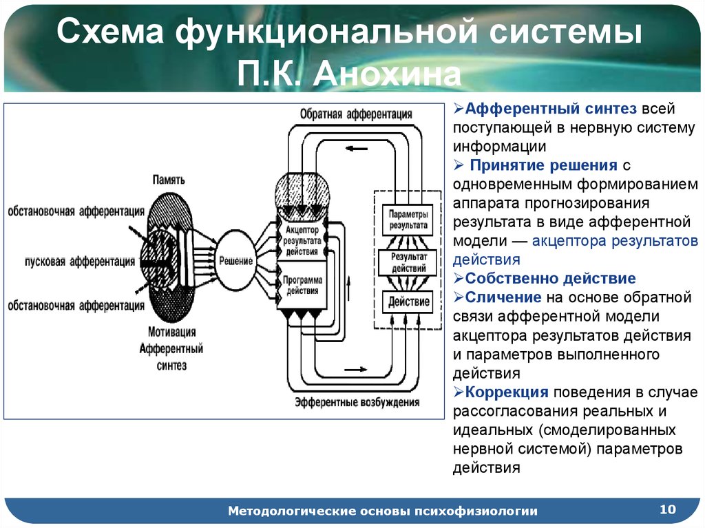 Фус по анохину схема