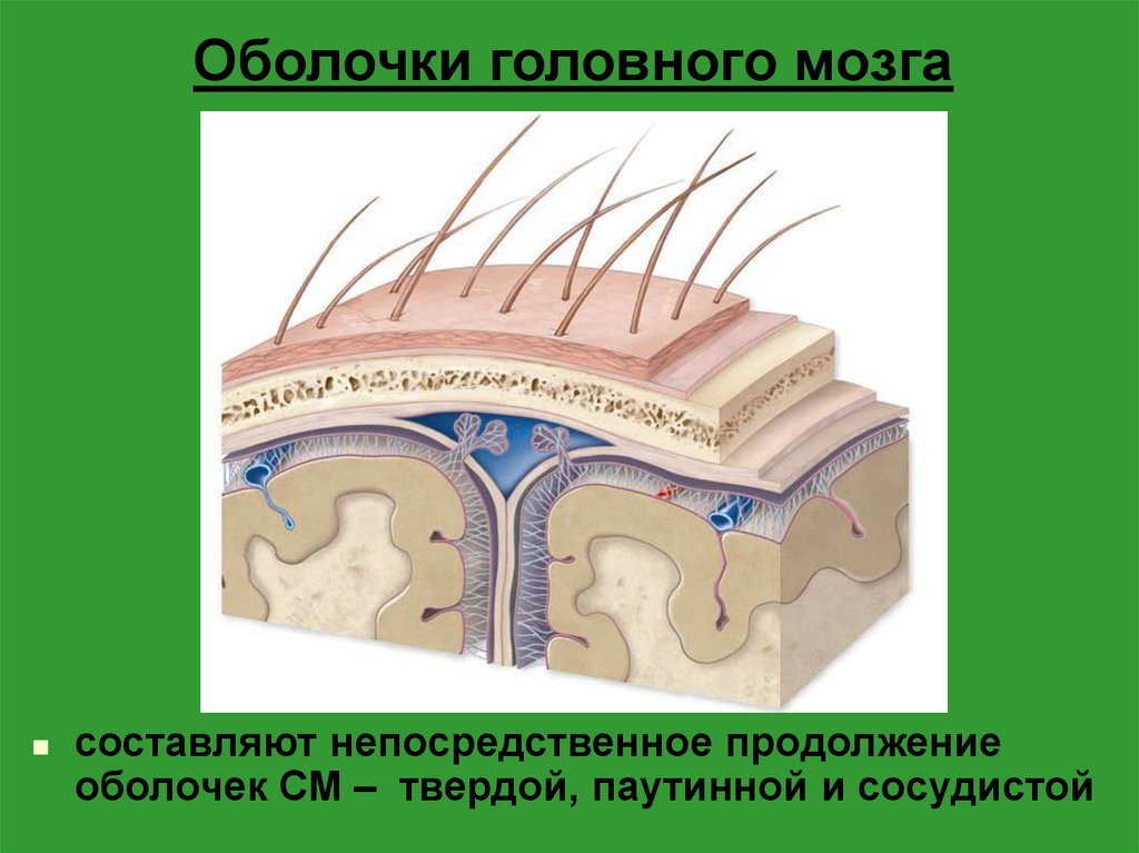Грыжа мозговых оболочек латынь. Оболочки мозга анатомия. Оболочки головного мозга рисунок. Мозговые оболочки мозга. Три мозговые оболочки.