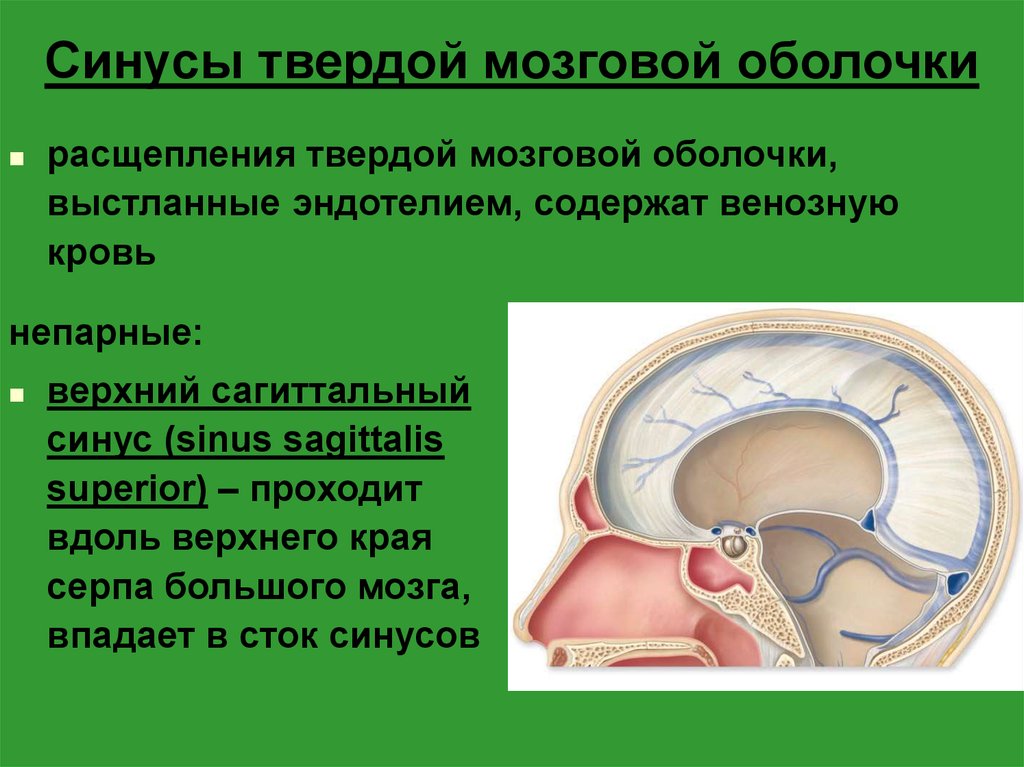 Синус оболочки мозга. Венозные синусы твердой мозговой оболочки парные. Синусы твердой мозговой оболочки топографическая анатомия. Пазухи твердой мозговой оболочки схема. Нижний Сагиттальный синус твердой мозговой оболочки.