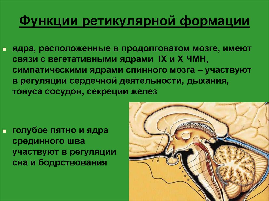 Ретикулярная формация головного мозга презентация