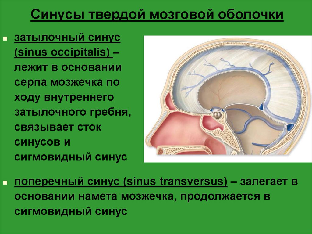 Серп большого мозга