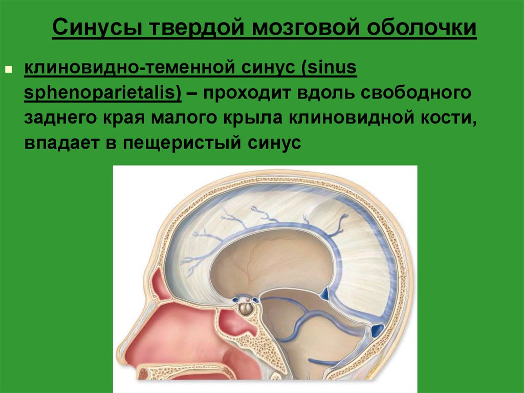 Синусы оболочки головного мозга. Сигмовидный синус твердой мозговой оболочки. Система синусов твердой оболочки головного мозга. Синусы твёрдой мозговой оболочки анатомия. Кавернозный синус твердой мозговой оболочки.