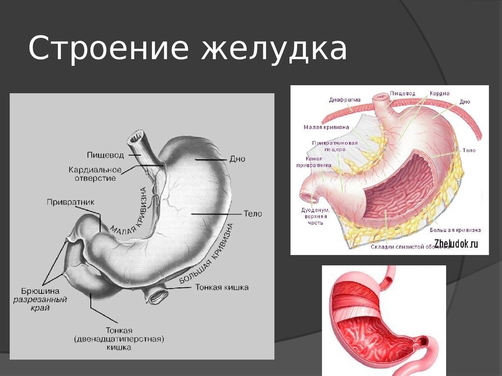 Внутреннее строение желудка. Строение желудка привратник. Привратниковая пещера желудка анатомия. Привратник желудка анатомия. Желудок анатомия кардиальное отверстие.