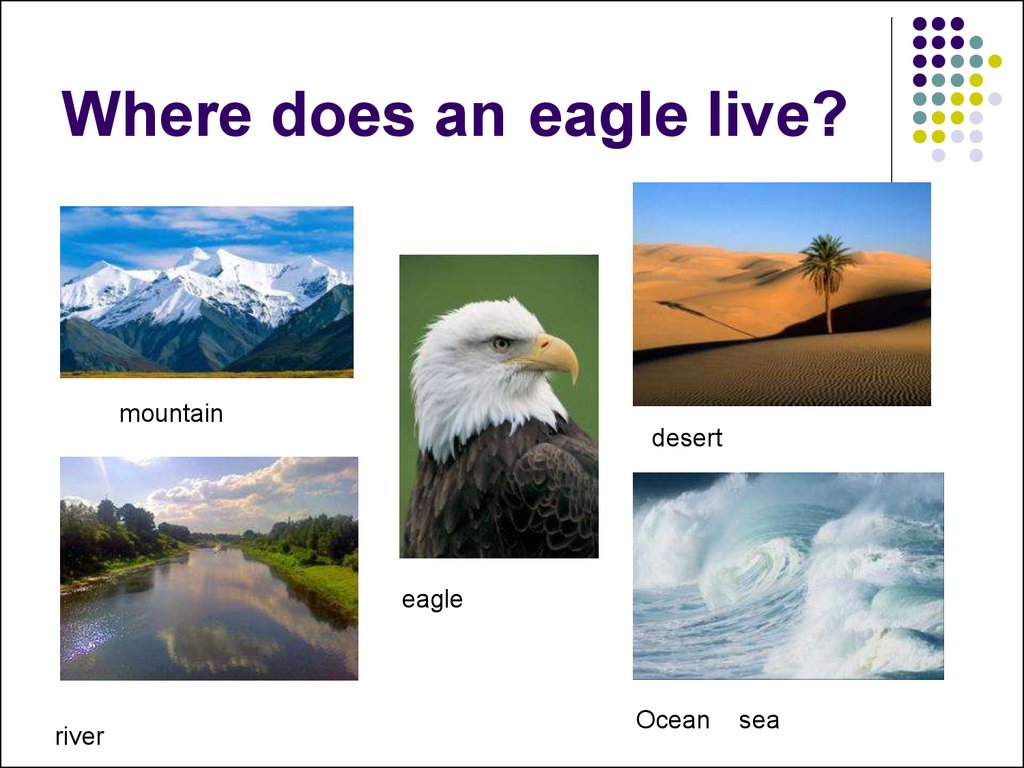 Where does an eagle live?