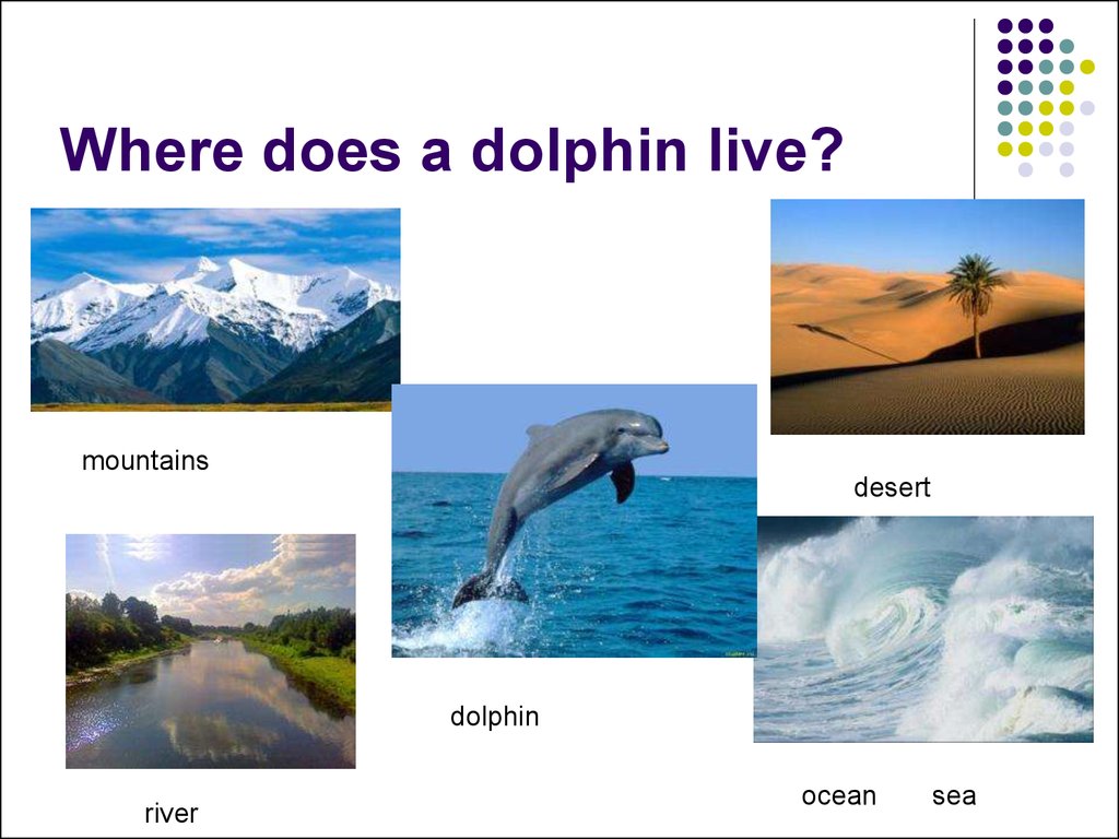 Where does a dolphin live?