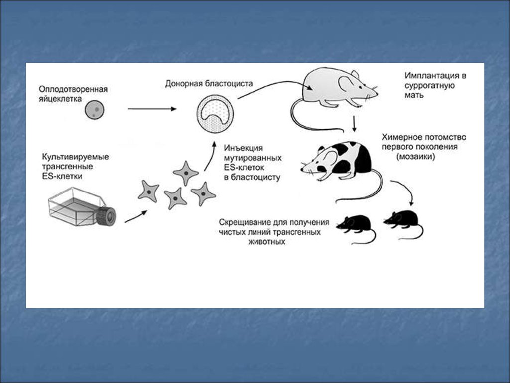 Наследование дифференцированного состояния клеток химерные и трансгенные организмы презентация