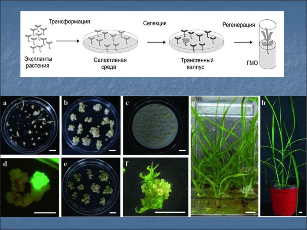 Получение трансгенных растений презентация