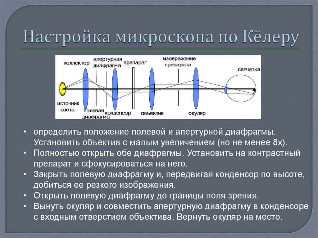 Поле микроскопа. Последовательность регулировки микроскопа. Апертурная диафрагма в микроскопе. Микроскоп теория. Настройка микроскопа.